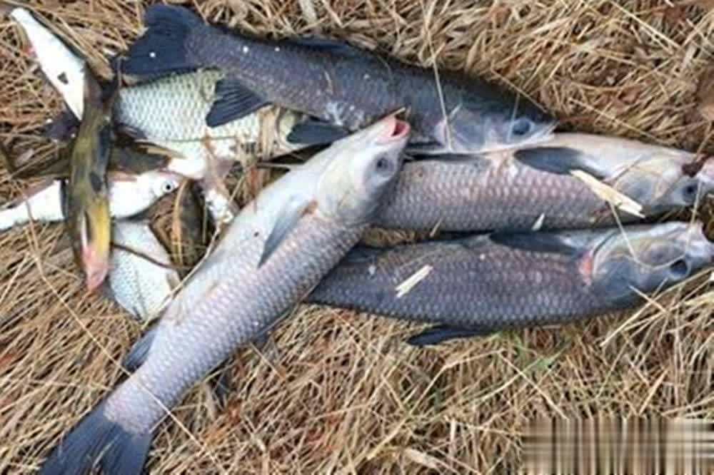 msn, 爆护秘诀全